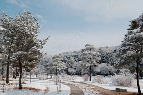 Obraz 대한민국 전통의 건축물 한옥과 눈 쌓인 소나무에 상고대 함박눈이 어우러진 푸른 하늘의 하얀 겨울의 설경