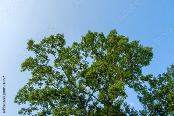 Fototapeta 青空に映える新緑の木