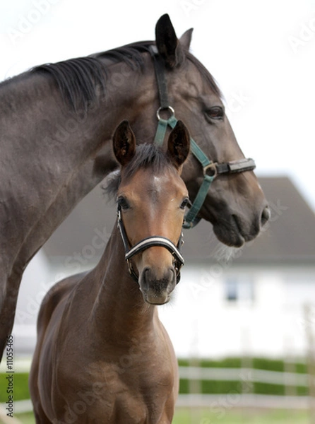 Obraz Fohlen und Stute