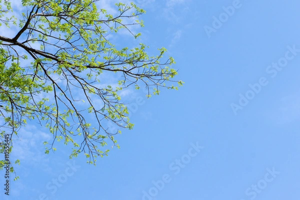 Fototapeta Trees and sky