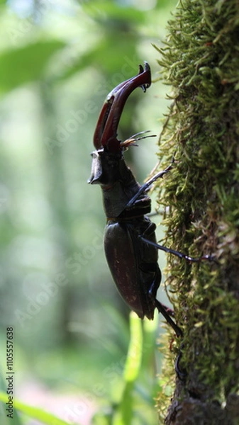 Obraz Hirschkäfer auf einem Baum