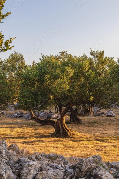 Fototapeta Beautiful olive groves on the rocky plains and slopes of the island of Krk