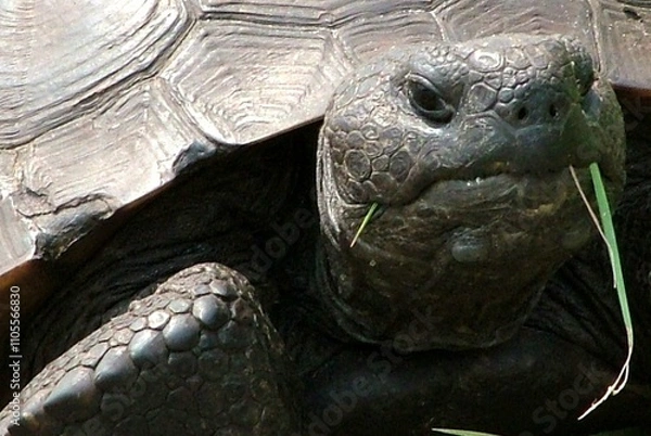 Obraz Turtle Interrupted Chewing Dinner