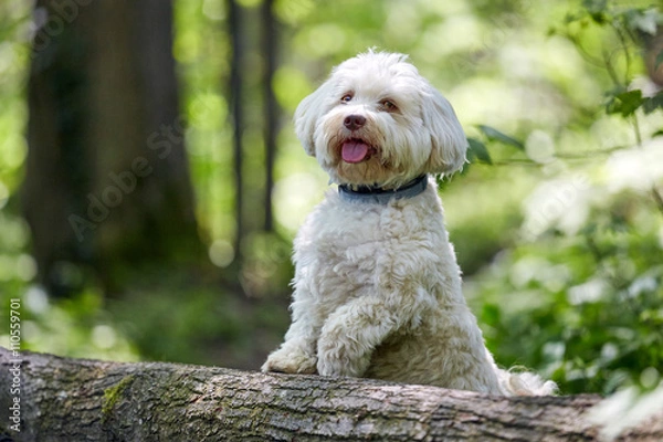 Fototapeta White havanese dog posing on a tree trunk