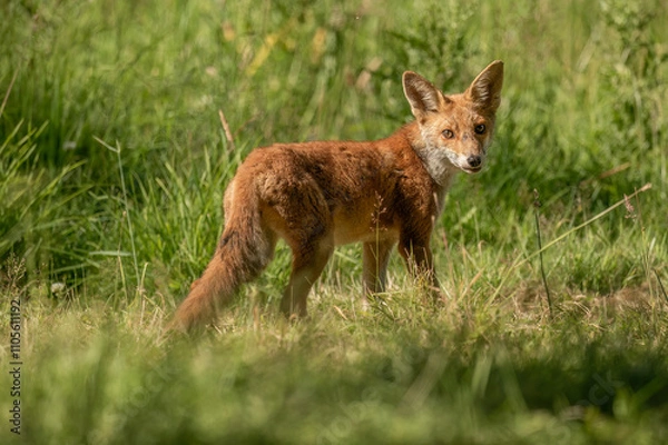 Fototapeta wild red fox standing on the grass
