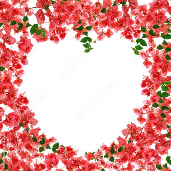 Fototapeta Bougainvillea flower frame on white background ,Provincial flowe
