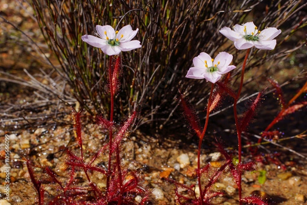 Fototapeta Bright red plants of the sundew Drosera variegata with pale flowers, Western Cape, South Africa