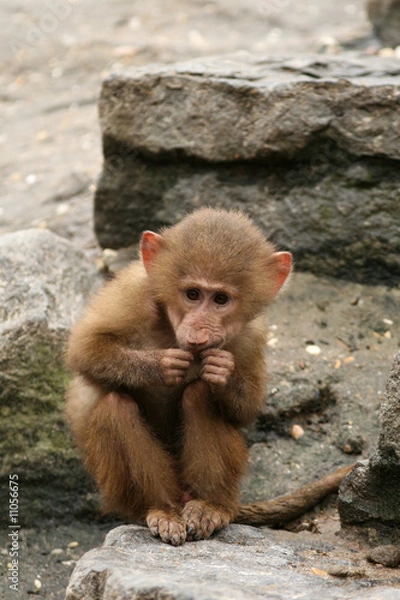 Obraz Little baboon monkey eating