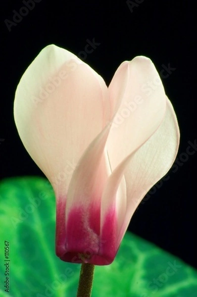 Fototapeta cyclamen