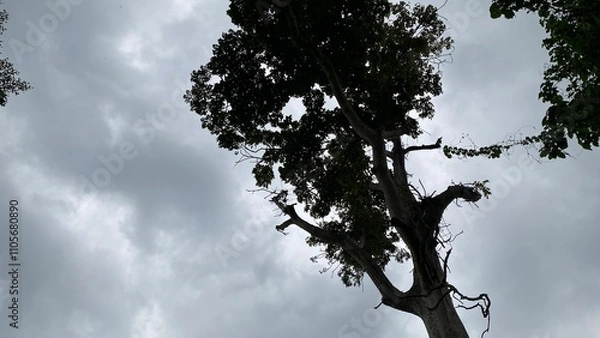 Obraz silhouette of tree