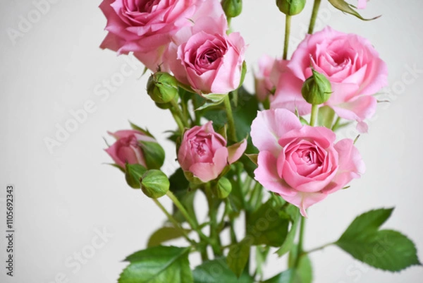 Fototapeta ピンクのスプレーばら