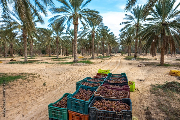 Fototapeta Date Palm Oasis near the city of Douz, Tunisia.