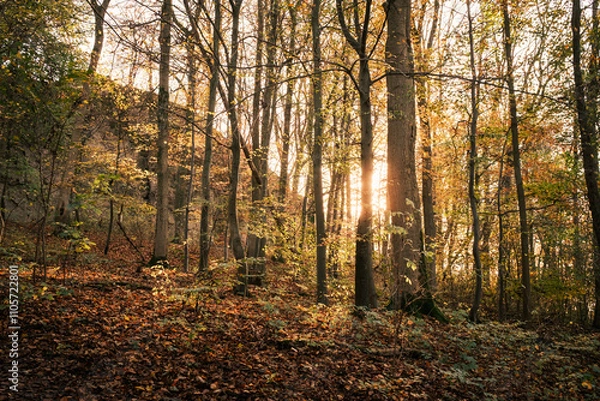 Fototapeta Abendsonne schein durch herbstlich gefärbten Wald