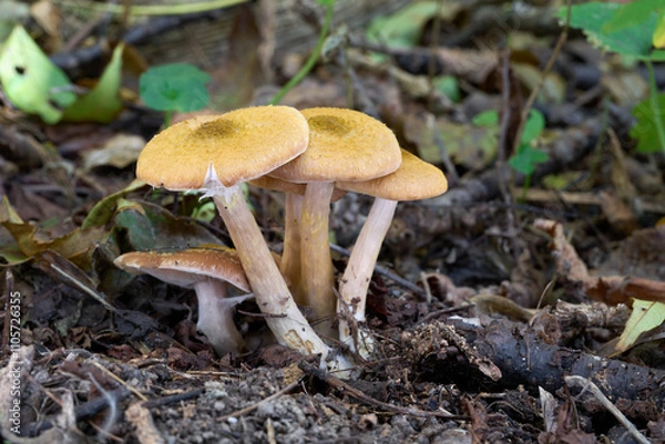 Fototapeta Armillaria gallica mushroom in the leaves. Known us Bulbous Honey Fungus. Yellow edible mushrooms in deciduous forest.