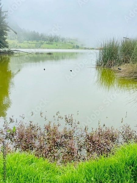 Obraz lake in the forest