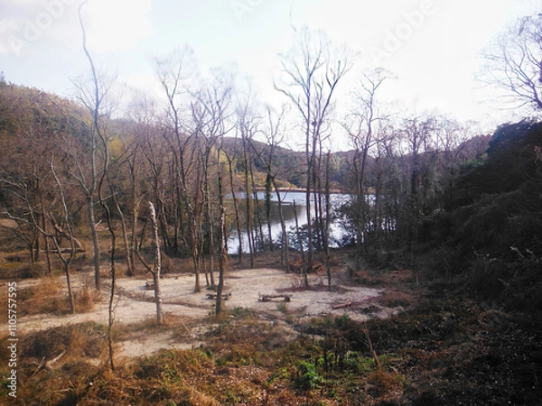 Obraz forest in autumn