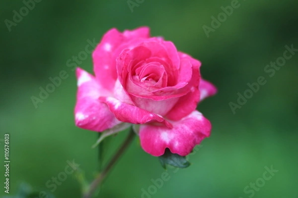 Fototapeta Роза (rose)