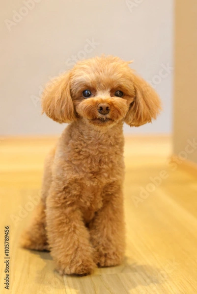 Fototapeta お座りするトイ・プードル