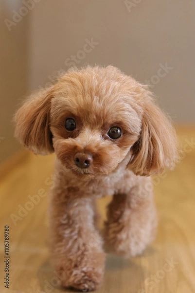 Fototapeta 廊下を歩いてくるトイプードル