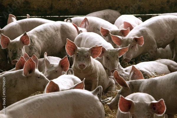 Obraz Cochons Large White