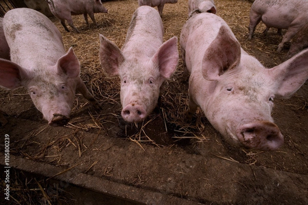 Obraz Cochons Large White