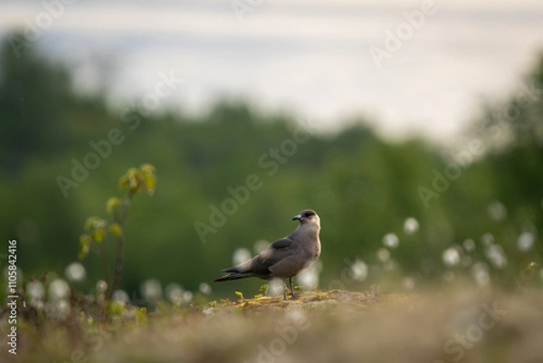 Obraz Arctic  skua / parasitic jaeger in field near the coast
