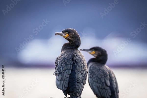 Fototapeta Pair of cormorants with out of focus ship in background, high detail closeup