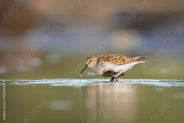 Fototapeta A dunlin, a shorebird foraging in the shallow water, water dripping from it's beak