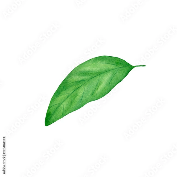 Obraz Watercolor lemon leaf on white background.