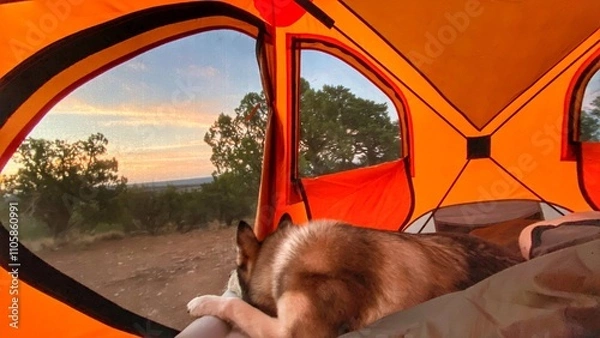 Obraz Husky sleeping in tent