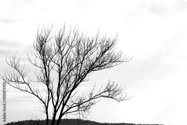 Fototapeta Tree silhouette on white sky background. Deciduous tree. Copy space, blank. No people