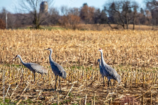 Obraz Sandhill cranes (Grus canadensis) standing in a Wisconsin cornfield in November during the migration south