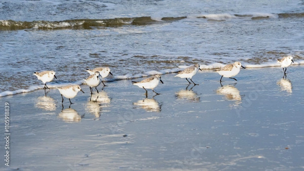 Obraz flock of sandpipers on the beach