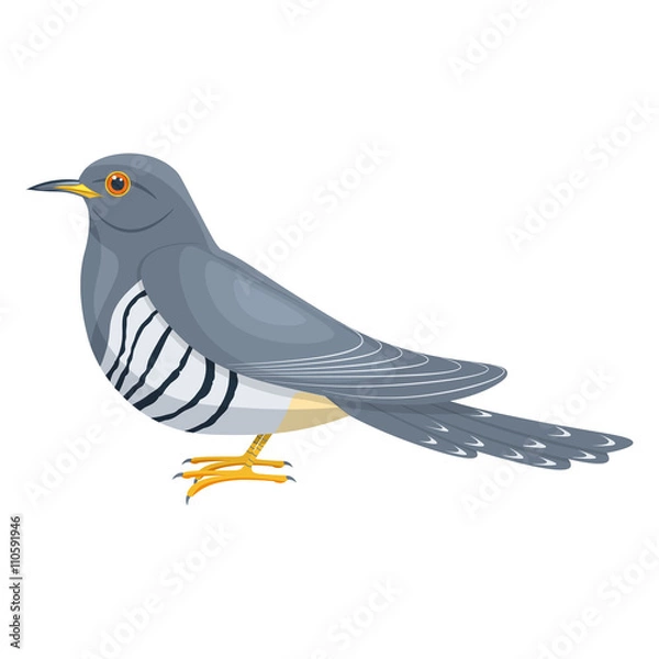Fototapeta Cuckoo bird vector illustration isolated on white background