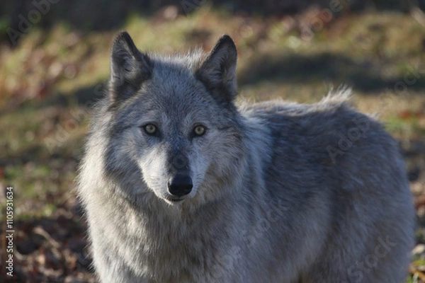 Fototapeta gray wolf canis lupus