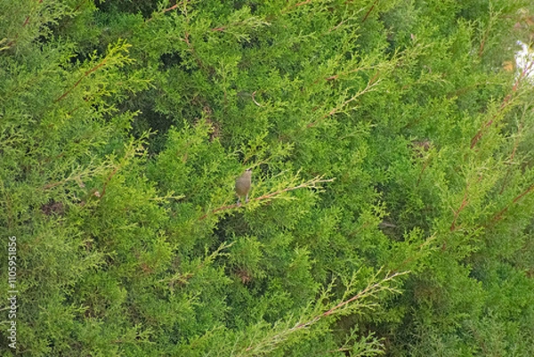 Obraz green moss background