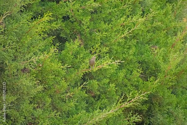 Obraz green moss background