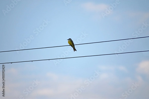 Obraz bird on a wire