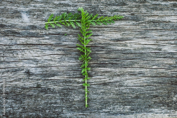 Obraz Letter T from yarrow leaves on an old wooden surface, the English alphabet