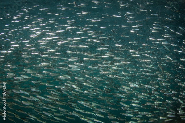 Obraz Silverside Fish Schooling in Tropical Pacific