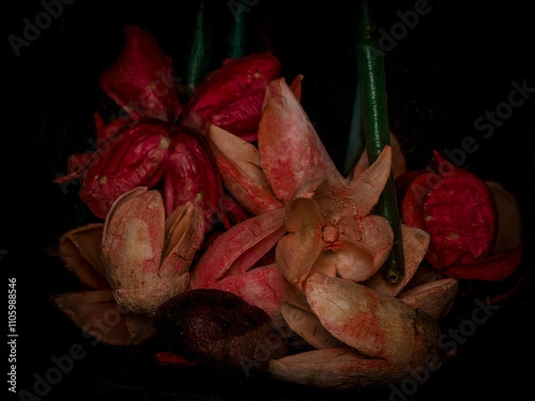 Obraz dried red rose