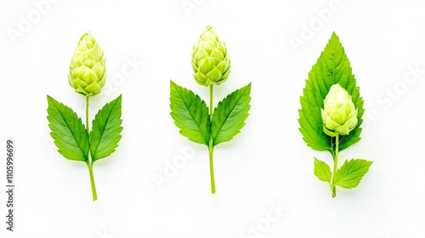 Obraz photo of green hop cones with leaves, isolated on a white background, studio shot
