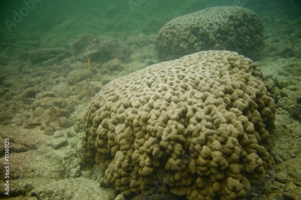 Obraz Brain Coral