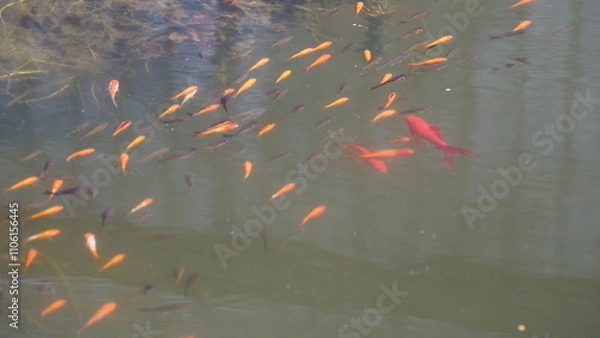 Obraz Ein schöner Fischteich