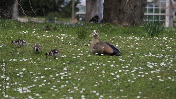 Obraz Wildenten auf einer Wiese

