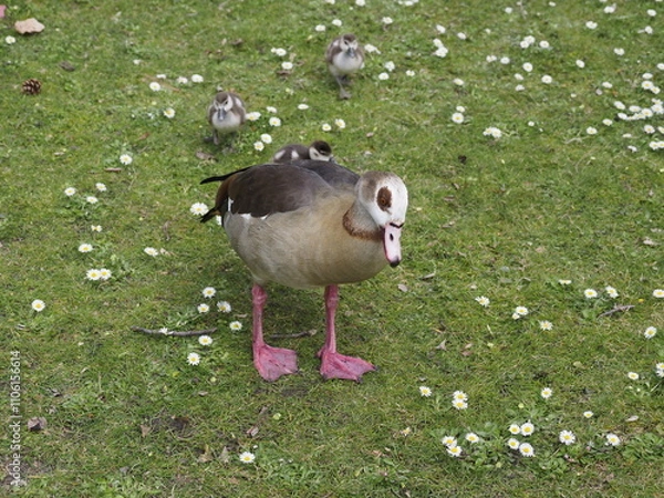 Obraz Wildenten auf einer Wiese


