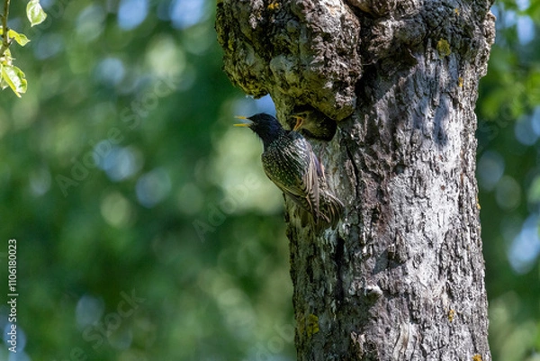 Obraz Star nach der Fütterung vor der Baumhöhle