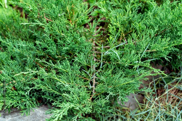 Obraz Floral background. Juniper Plant Evergreen Bush, Conifer for Park and Country Decoration, Selective Focus