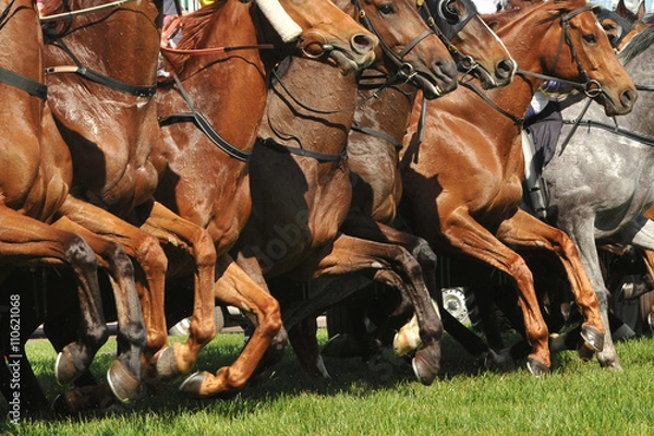 Obraz Horse racing action jumping from the starting gates