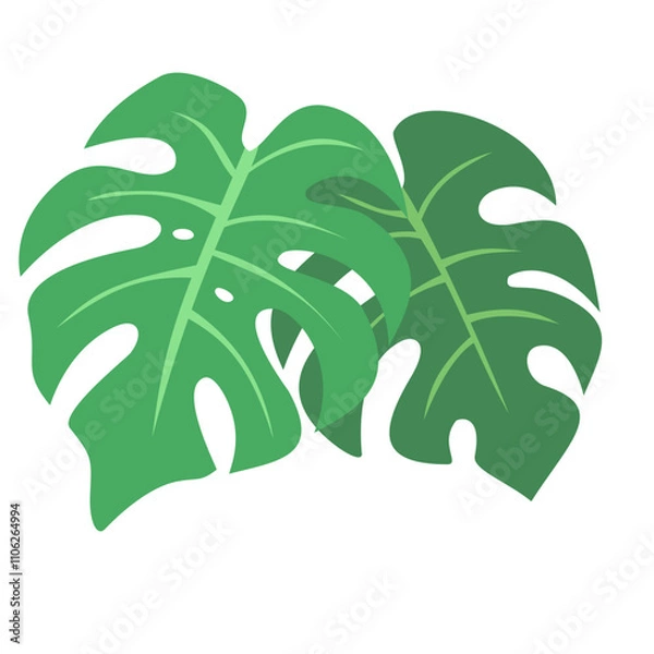 Fototapeta Monstera leaf with isolated background